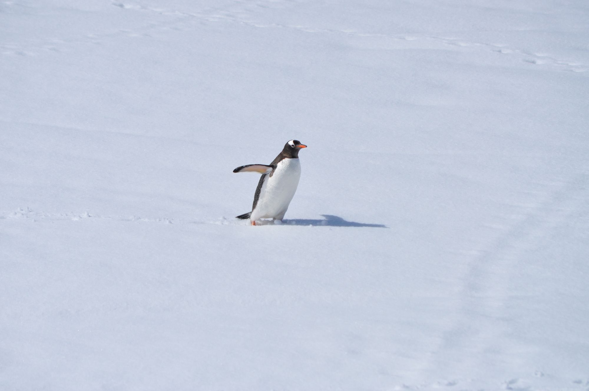 Why penguins can't fly?